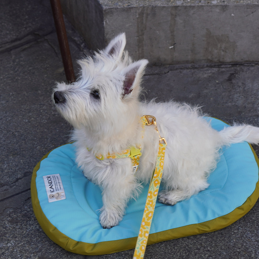 CUSHION